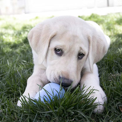 Puppy Natural Teething Rubber Dog Chew Toy with Your Choice of Dog Treat Toy XS-L